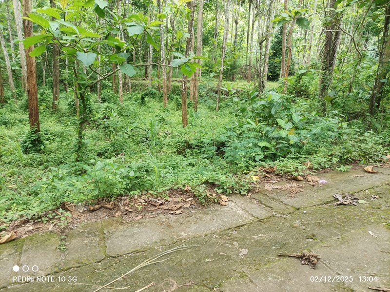 Dijual Tanah Luas 1175 Meter Persegi - Lokasi Strategis di Giri, Panggang, Gunung Kidul