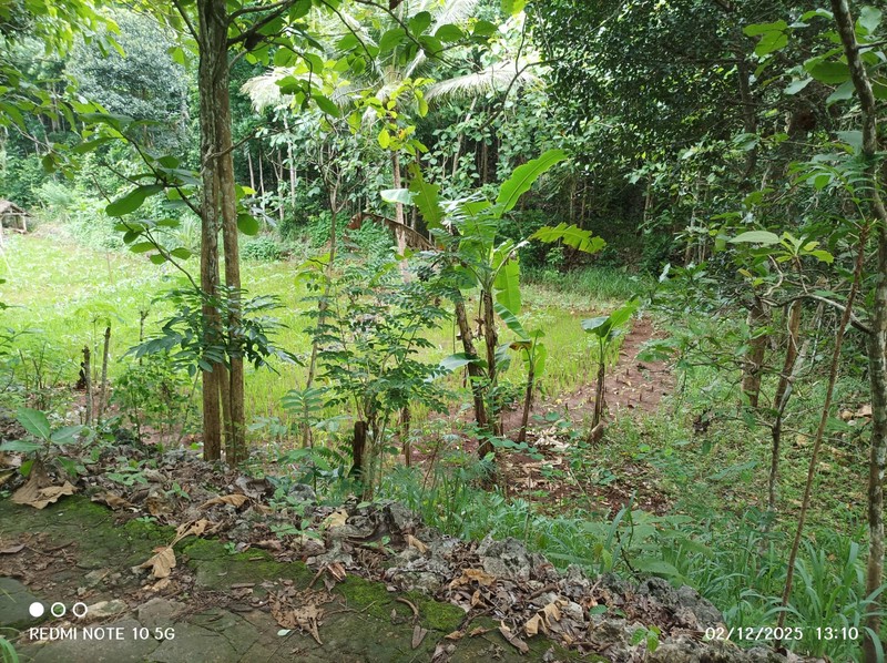 Dijual Tanah Luas 1175 Meter Persegi - Lokasi Strategis di Giri, Panggang, Gunung Kidul