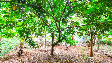 TANAH KAVLING DI KALIMALANG, DEKAT CAWANG, DUREN SAWIT, MAKASAR, PONDOK KELAPA, COCOK UNTUK CLUSTER BARU, KEBUN 