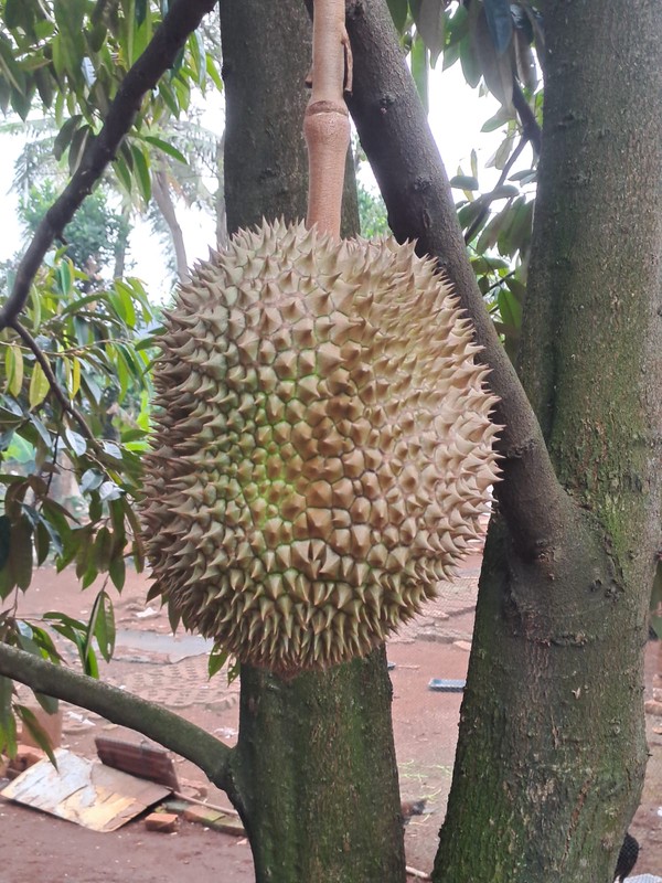 TANAH KAVLING DI KALIMALANG, DEKAT CAWANG, DUREN SAWIT, MAKASAR, PONDOK KELAPA, COCOK UNTUK CLUSTER BARU, KEBUN 