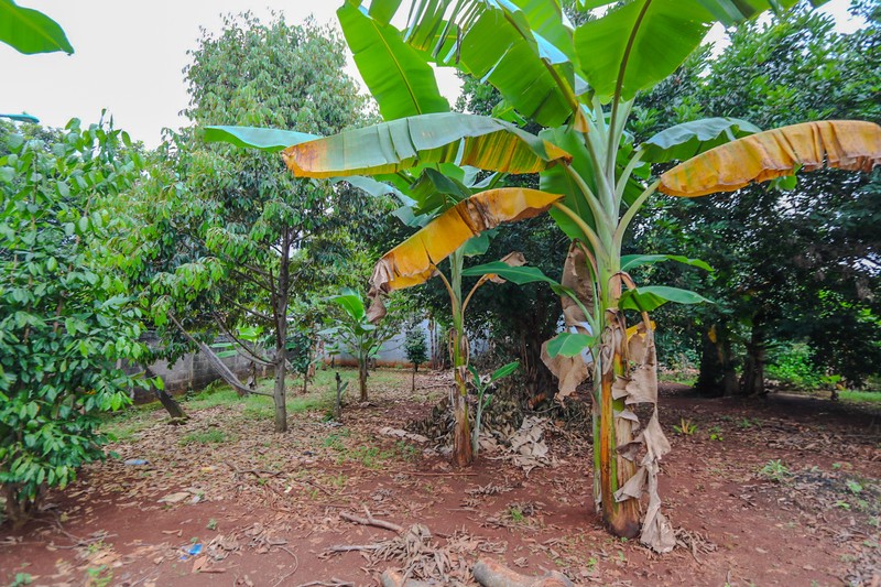 TANAH KAVLING DI KALIMALANG, DEKAT CAWANG, DUREN SAWIT, MAKASAR, PONDOK KELAPA, COCOK UNTUK CLUSTER BARU, KEBUN 