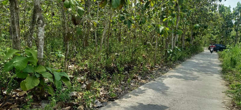 Tanah Seluas 7000 Meter Persegi Di Sentolo Kulon Progo