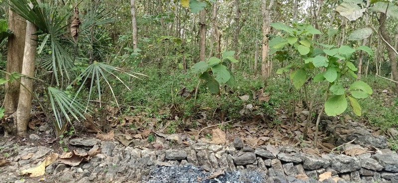 Tanah Seluas 7000 Meter Persegi Di Sentolo Kulon Progo