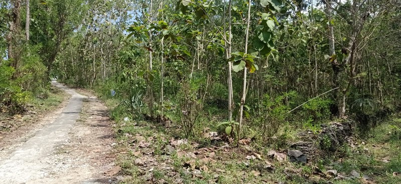 Tanah Seluas 7000 Meter Persegi Di Sentolo Kulon Progo