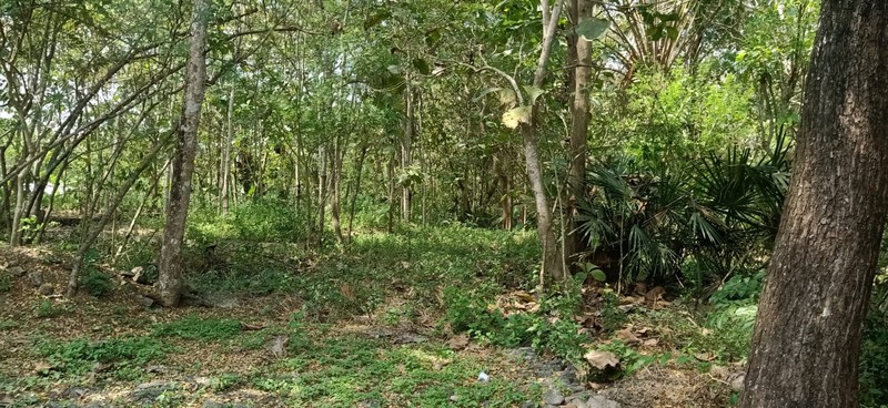 Tanah Seluas 3.982 Meter Persegi Di Sentolo Kulon Progo