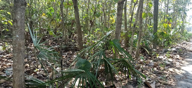 Tanah Seluas 776 Meter Persegi Di Sentolo Kulon Progo