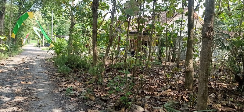 Tanah Seluas 776 Meter Persegi Di Sentolo Kulon Progo