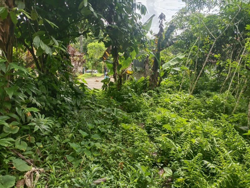 Land Freehold 1600 Sqm In Payangan Ubud Bali