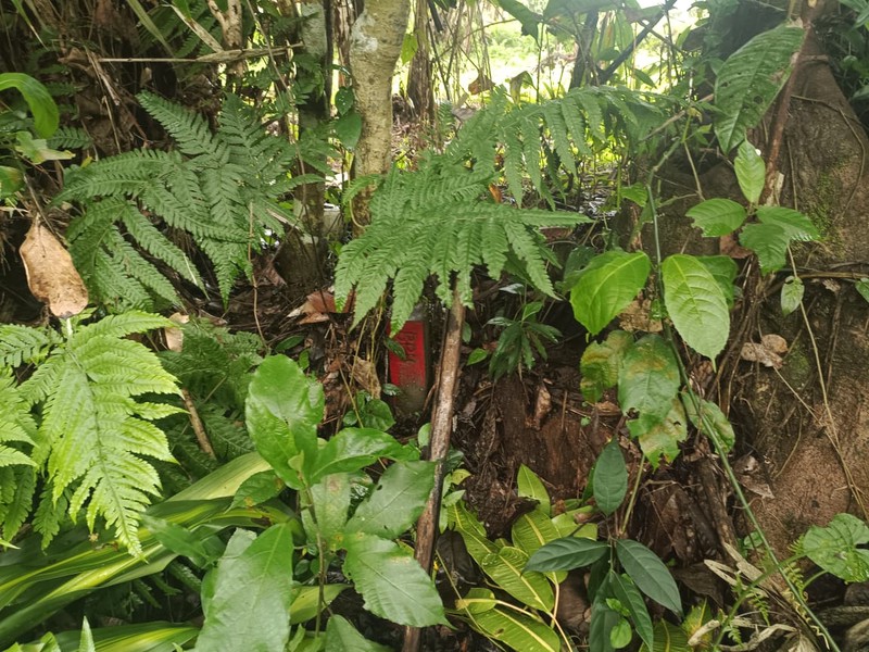 Land Freehold 1600 Sqm In Payangan Ubud Bali