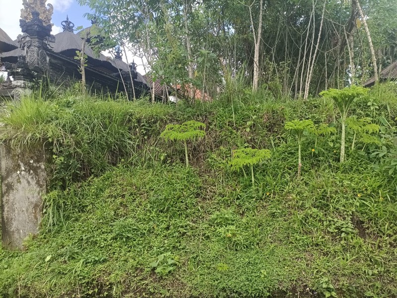 Land Freehold 1600 Sqm In Payangan Ubud Bali