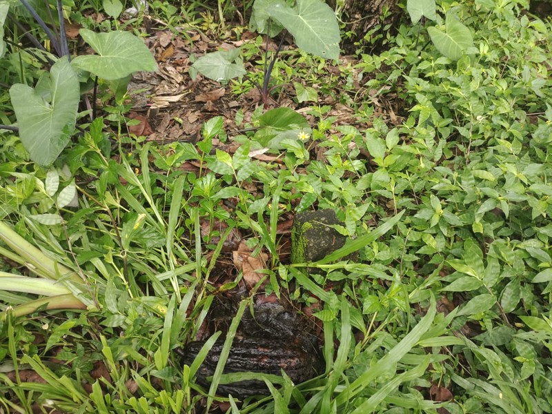 Land Freehold 1600 Sqm In Payangan Ubud Bali