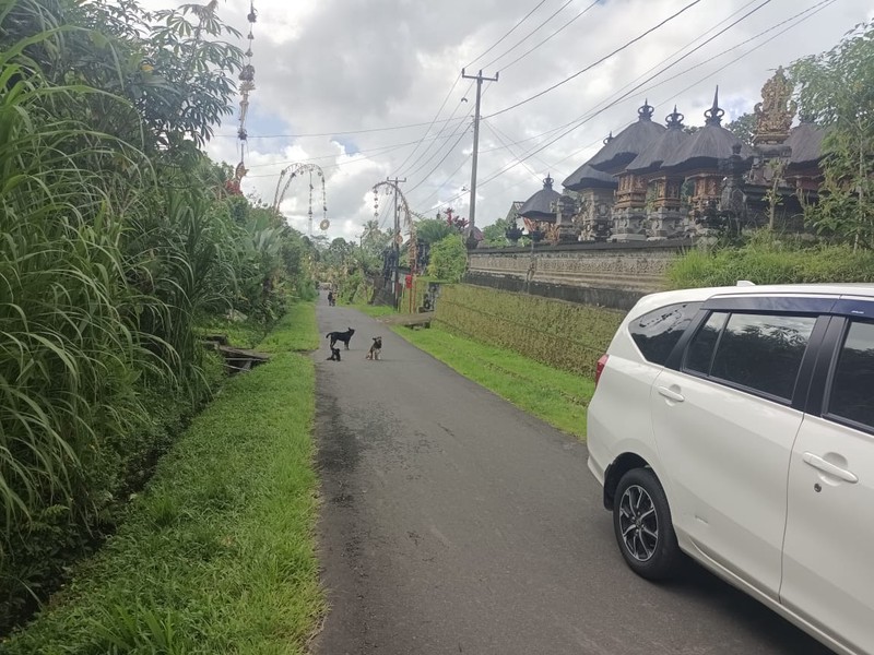 Land Freehold 1600 Sqm In Payangan Ubud Bali