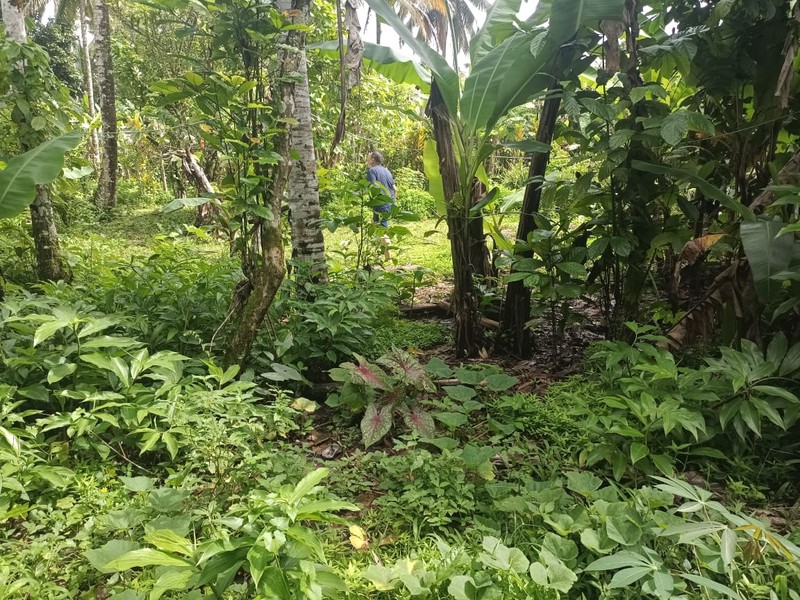 Land Freehold 1600 Sqm In Payangan Ubud Bali