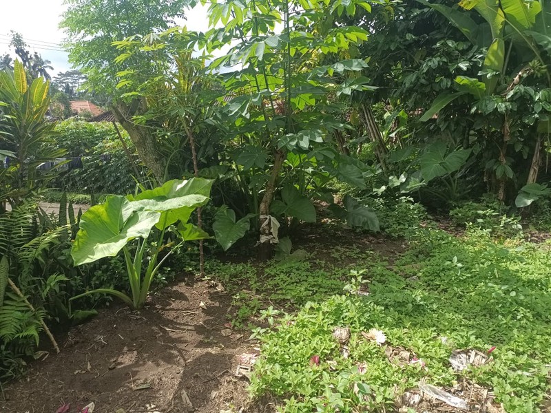 Land Freehold 1600 Sqm In Payangan Ubud Bali