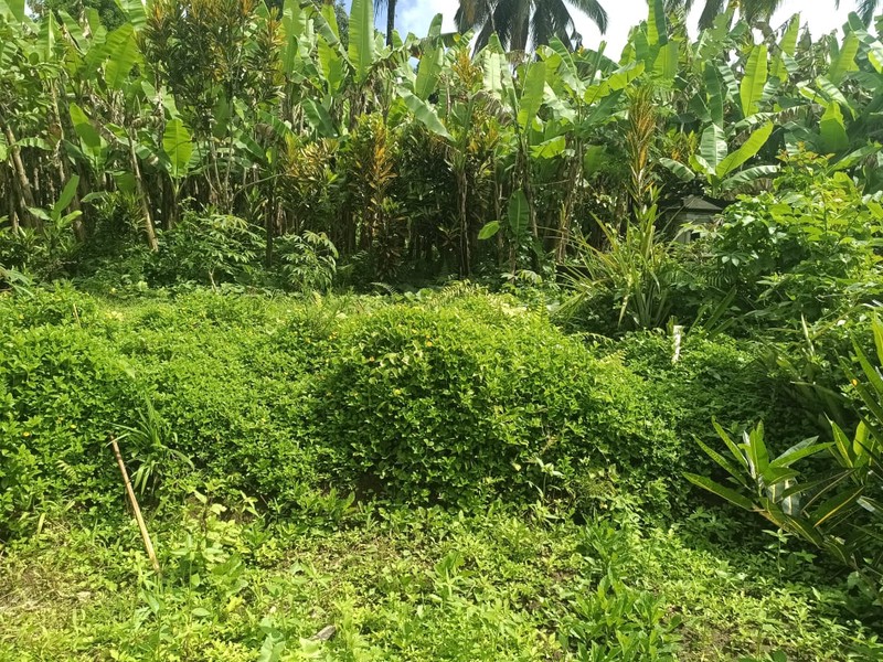 Land Freehold 1600 Sqm In Payangan Ubud Bali