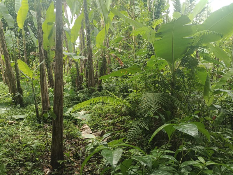 Land Freehold 1600 Sqm In Payangan Ubud Bali