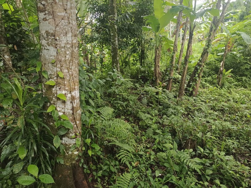 Land Freehold 1600 Sqm In Payangan Ubud Bali