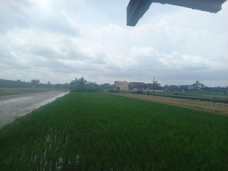 Dijual Tanah Sawah Produktif di Lokasi Strategis Dekat RS Pantirini , Bokoharjo, Prambanan ,Sleman