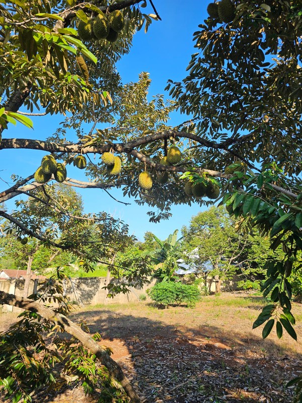 Kavling Siap Bangun cocok untuk Cluster di Lampung