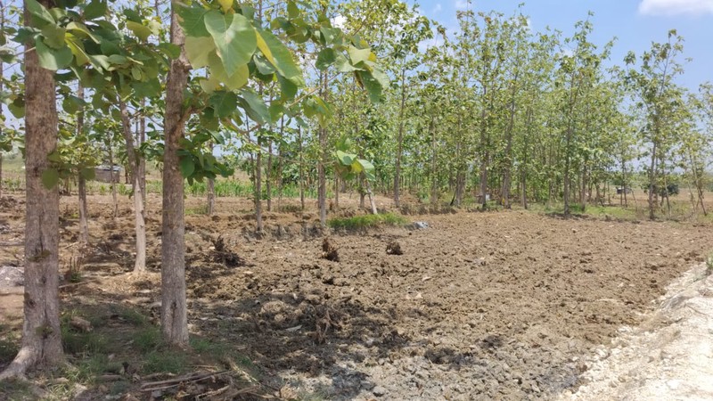 Murah Dijual 3180 m2 Tanah Kedamean Gresik Jawa Timur - Zona Kuning Cocok Buat Gudang, Workshop, Perumahan