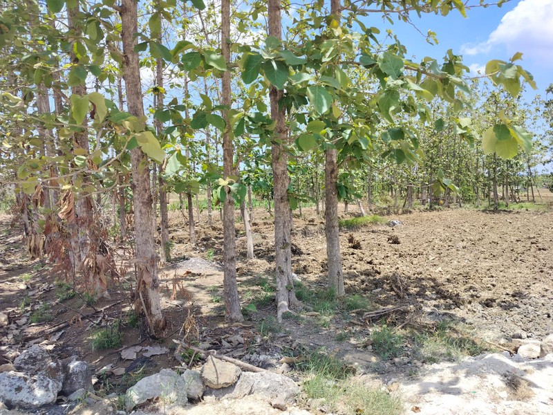 Murah Dijual 3180 m2 Tanah Kedamean Gresik Jawa Timur - Zona Kuning Cocok Buat Gudang, Workshop, Perumahan