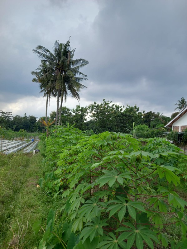 Tanah Sawah Luas 464 Meter Persegi Lokasi Strategis Dekat Exit Tol Tempel - Sleman 