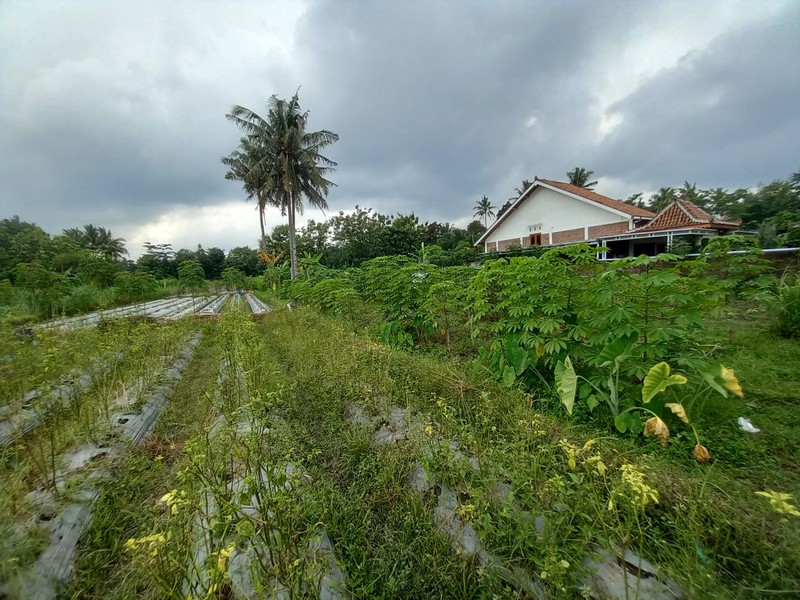 Tanah Sawah Luas 464 Meter Persegi Lokasi Strategis Dekat Exit Tol Tempel - Sleman 