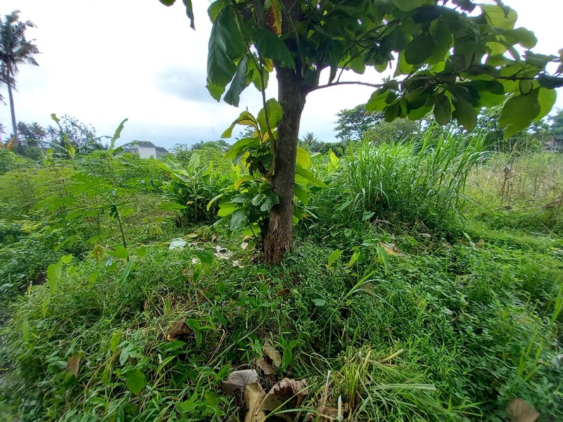 Tanah Sawah Luas 464 Meter Persegi Lokasi Strategis Dekat Exit Tol Tempel - Sleman 