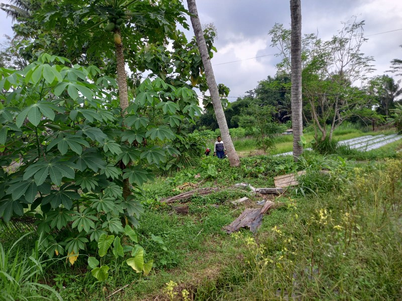 Tanah Sawah Luas 464 Meter Persegi Lokasi Strategis Dekat Exit Tol Tempel - Sleman 