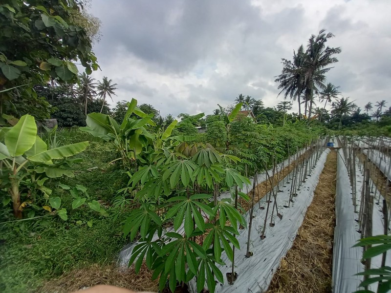 Tanah Sawah Luas 464 Meter Persegi Lokasi Strategis Dekat Exit Tol Tempel - Sleman 