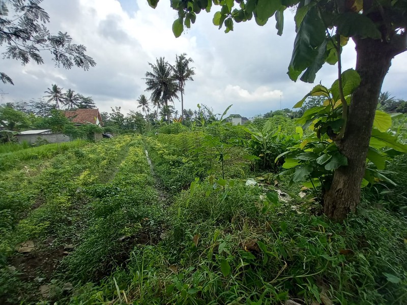 Tanah Sawah Luas 464 Meter Persegi Lokasi Strategis Dekat Exit Tol Tempel - Sleman 