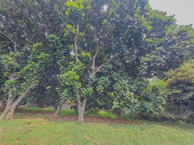 Tanah di Cikunir Jatiasih Bekasi, akses ke Galaxy, Harapan Indah