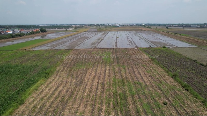 Dijual 4,5 Hektar Tanah Nol Jalan Raya Mojoagung - Jombang - Jawa Timur - Hadap Nol Jalan Raya Komersial Area Lokasi Dekat Bank BRI, Kantor Balai Benih Pertanian, Cocok Buat Segala Usaha - Surat SHM