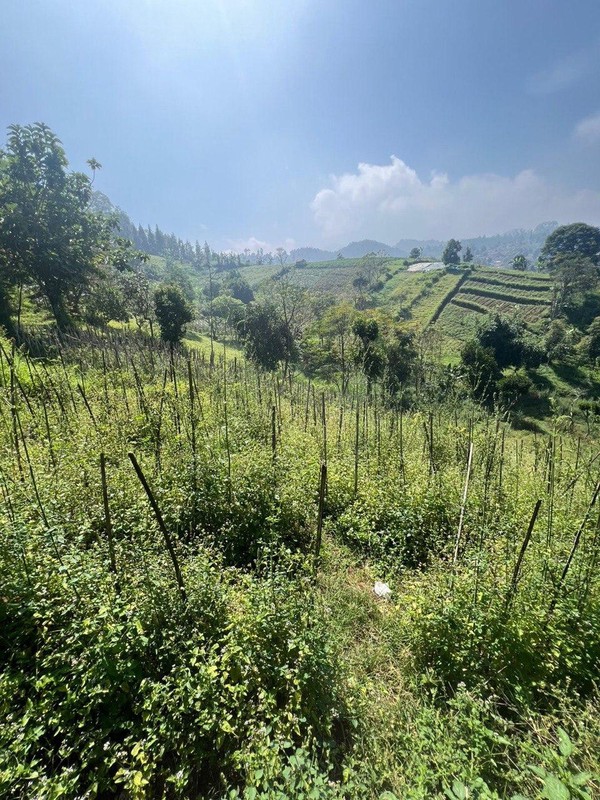 Tanah Kavling di Kordon Daerah Ciburial, Cimenyan Bandung