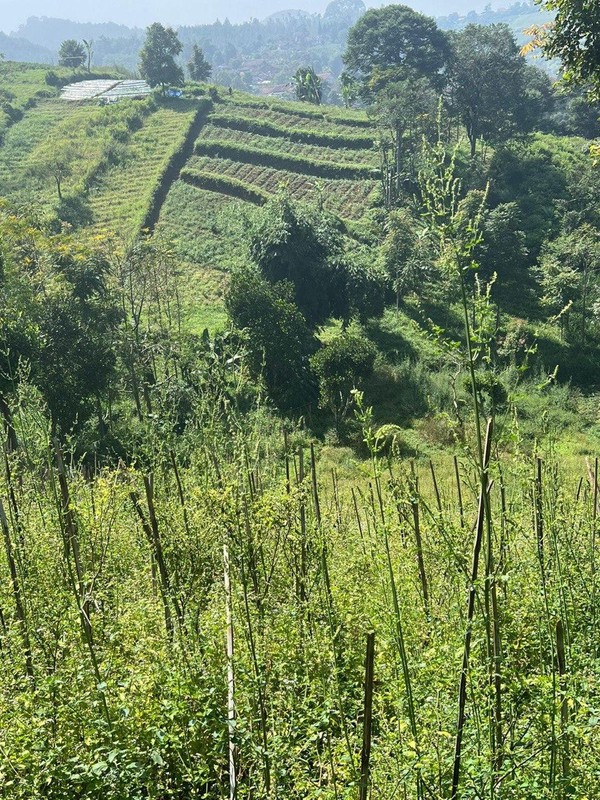 Tanah Kavling di Kordon Daerah Ciburial, Cimenyan Bandung