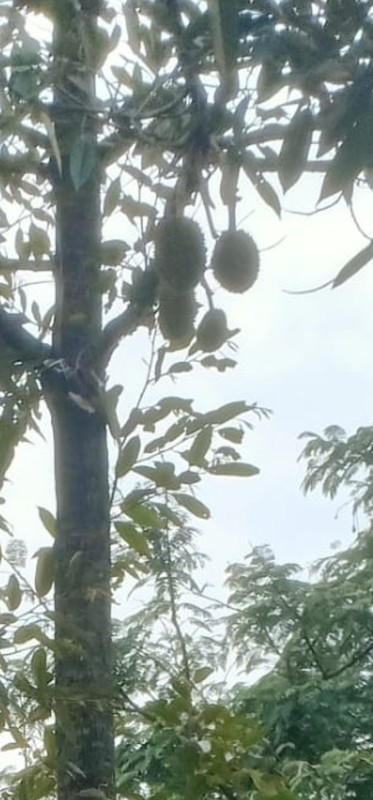 Jual Kebun Durian Produktif dekat Kebun Raya Purwodadi