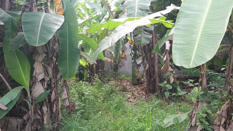 Disewakan Tanah Sawah Luas 1465 Meter Persegi Lokasi Strategis di Klaten Utara 