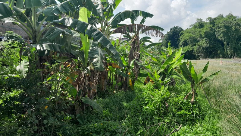 Disewakan Tanah Sawah Luas 1465 Meter Persegi Lokasi Strategis di Klaten Utara 