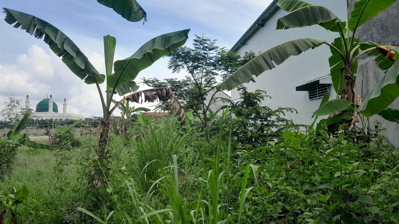 Disewakan Tanah Sawah Luas 1465 Meter Persegi Lokasi Strategis di Klaten Utara 