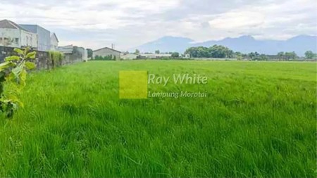 Dijual Tanah Sawah di Mojoagung, Jombang, Jawa Timur