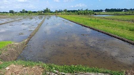 Tanah Sawah Luas 671 Meter Persegi Lokasi di Daerah Sidomulyo Godean 