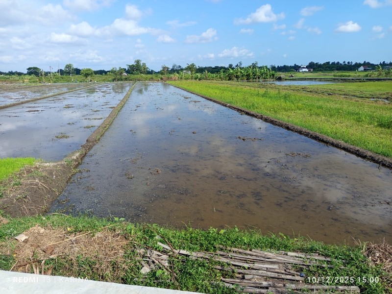 Tanah Sawah Luas 671 Meter Persegi Lokasi di Daerah Sidomulyo Godean 