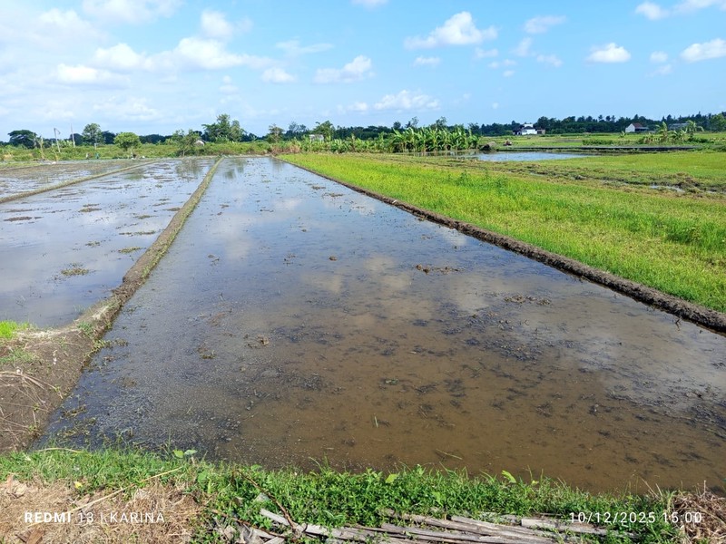 Tanah Sawah Luas 671 Meter Persegi Lokasi di Daerah Sidomulyo Godean 