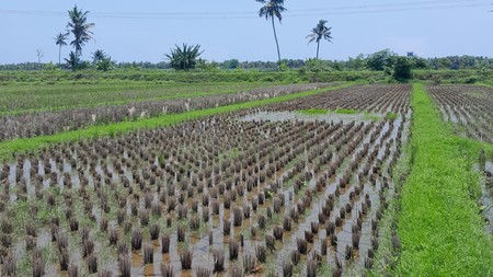 Tanah Sawah Lokasi Strategis Dekat Bandara YIA - Temon Kulon Progo 