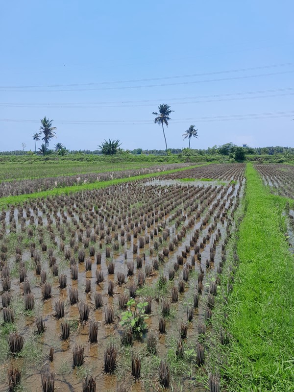 Tanah Sawah Lokasi Strategis Dekat Bandara YIA - Temon Kulon Progo 