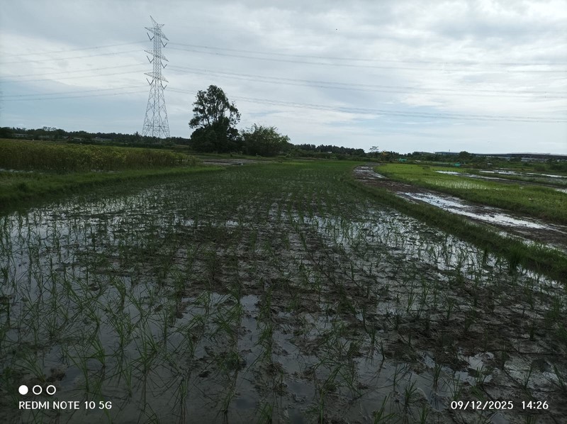 Tanah Sawah Lokasi Strategis Dekat Bandara YIA - Temon Kulon Progo 