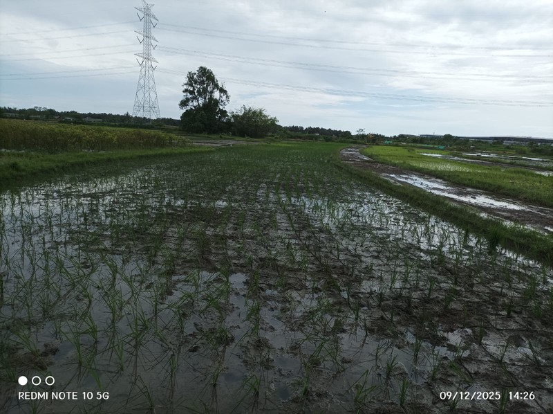 Tanah Sawah Lokasi Strategis Dekat Bandara YIA - Temon Kulon Progo 