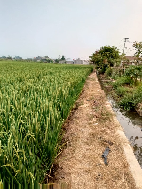 TANAH KAVLING YANG BERADA DI LOKASI STRATEGIS DEKAT BERBAGAI FASILITAS PUBLIK DI PANCAWATI KLARI KARAWANG TIMUR