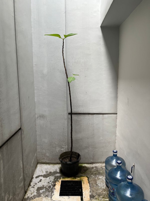 Rumah Imajihaus Greenwich, Bsd City