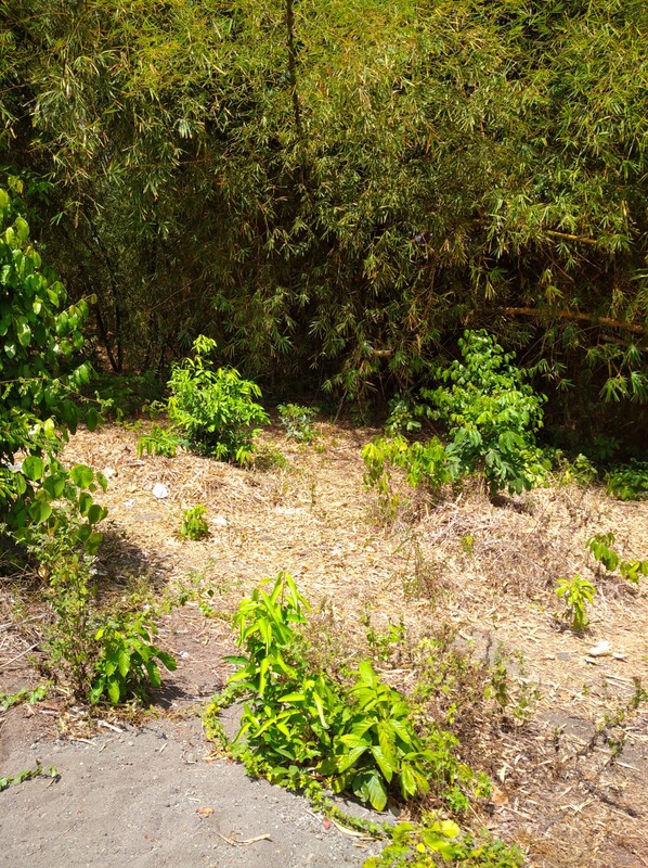 Tanah Strategis 2000 Meter Persegi Dekat Ringroad & Pasar Buah, Ambarketawang, Gamping, Sleman